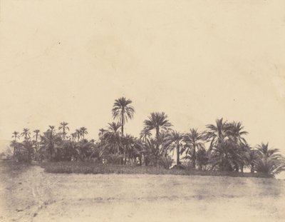 Study of Date Palms by John Beasly Greene